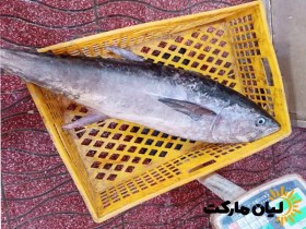 تصویر ماهی هوور وزن ۵ کیلوگرم 