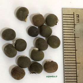 تصویر بذر بامیه Abelmoschus esculentus 