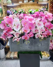 تصویر باکس گل ارکیده 
