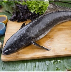 تصویر ماهی سکن تازه ۱ کیلوگرم صید روز 