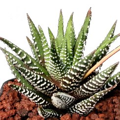 تصویر هاورتیا انتواتا 