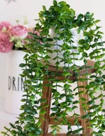 تصویر ریسه شمشاد 