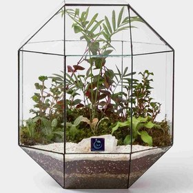 تصویر گیاه طبیعی تراریوم مدل سینورا 