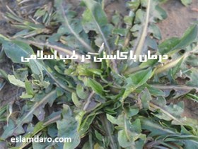 تصویر برگ کاسنی خشک شده 