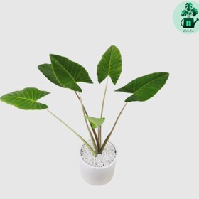 تصویر بابا آدم 