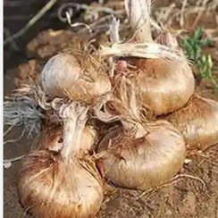 تصویر پیاز زعفران یک کیلویی 135مشاوره رایگان 