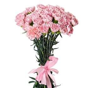 تصویر میخک صورتی 