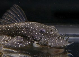 تصویر ماهی کت فیش L59 سایز ۱۳ تا ۱۵ سانت 