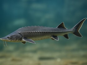 تصویر ماهی خاویار شیپ 