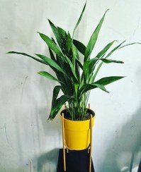 تصویر برگ عبایی مناسب برای دکوراسیون تراس و بالکن 