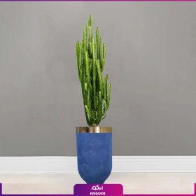 تصویر گلدان فایبرگلاس روکش مخملی با افوربیا تریگونا 