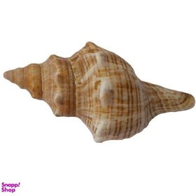 تصویر صدف تزیینی کد RS16 