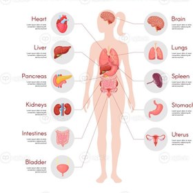 تصویر وکتور آناتومی بدن انسان وکتور پوستر اندام داخلی زن 