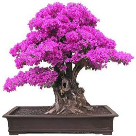 تصویر بذر گل کاغذی بسته 3عددی 