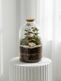 تصویر تراریوم راین کد 8007 