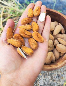 تصویر بادام شاهرودی ۱۲ Almond