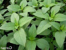 تصویر بذر ریحان سبز محبت 