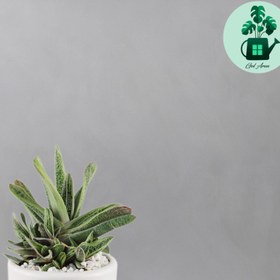 تصویر گاستریا خالدار 