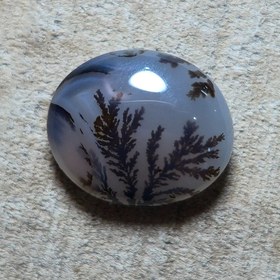 تصویر شجر قائن واضح 