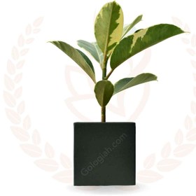 تصویر فیکوس ابلق 