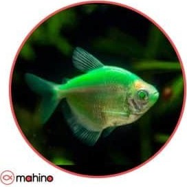تصویر ماهی کالرویدو سبز - 4 تا 5 سانتی متر 
