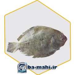 تصویر ماهی مزلک 