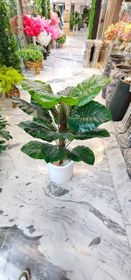 تصویر درختچه باباادم کنفی مصنوعی 