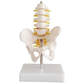 تصویر مولاژ مینی لگن با 5 مهره half size pelvis with 5pcs lumbar vertebrae