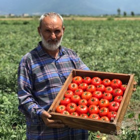 تصویر بذر گوجه فرنگی فضای باز هیبرید نرو کره جنوبی 5000 عددی Tomato Nero F1 Kiban Seeds