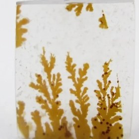 تصویر سنگ شجر کد 2297 