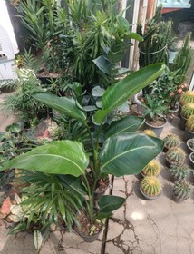 تصویر نخل نیکولای سطل ۷ 