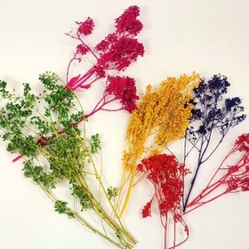 تصویر گل خشک شمع سازی 