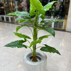 تصویر درختچه باباآدم مصنوعی 