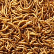 تصویر میلورم خشک mealworm غذای ماهی و پرنده 