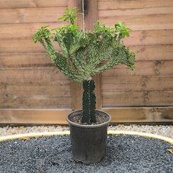 تصویر کاکتوس پایتونی 