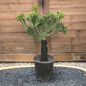 تصویر کاکتوس پایتونی 