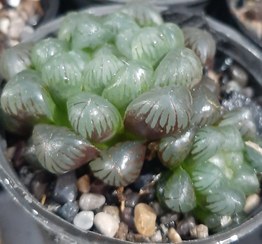 تصویر هاورتیا کوپری گلدان پلاستیکی سایز ۶ پر مناسب گلدان ۱۰ haworthia cooperi