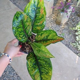 تصویر آگلونما هنگ هنگ Aglaonema heng heng هزینه ارسال بصورت پس کرایه و بعهده مشتری می باشد 