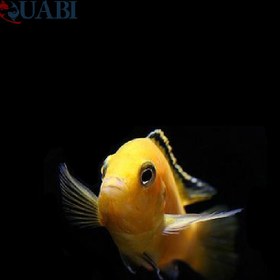 تصویر ماهی ماکرو 