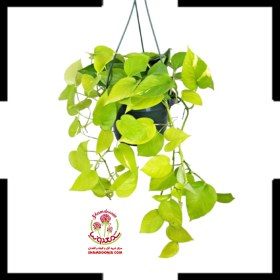 تصویر پتوس نئون Neon Pothos