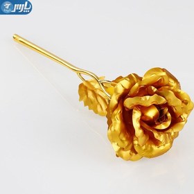 تصویر گل رز طلا 