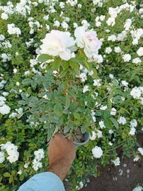 تصویر گل رز هلندی در رنگهای مختلف Rose