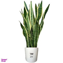 تصویر گل طبیعی سانسوریا ابلق مدل 3x 