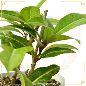 تصویر کروتون گورخری 