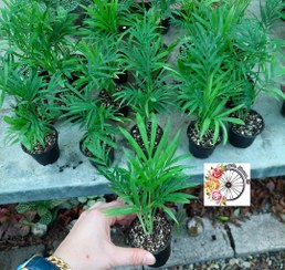 تصویر پک ۲۰ عددی گیاه شامادورا نشایی 