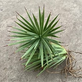 تصویر بذر کاکتوس آگاو استریکا 