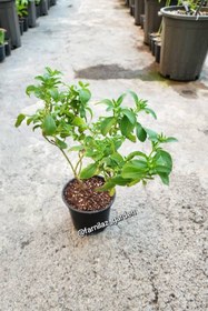 تصویر نهال گیاه استویا Stevia plant