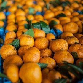 تصویر نارنگی ژاپنی مقدار 8 کیلو 