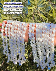 تصویر صدف طبیعی پروانه 