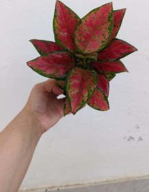 تصویر آگلونما رد بیوتی 